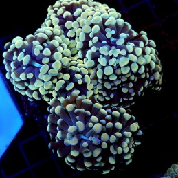 CC375 - Euphyllia paraancora
