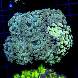 CC376 - Euphyllia paraancora