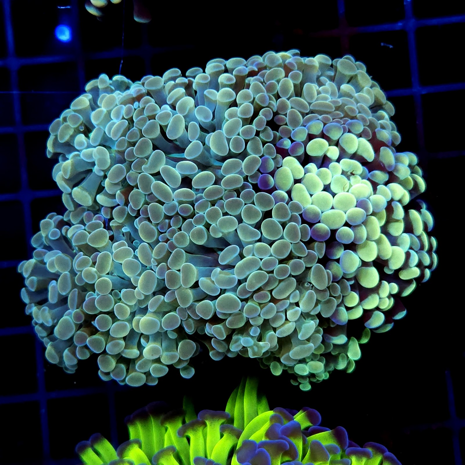 CC376 - Euphyllia paraancora