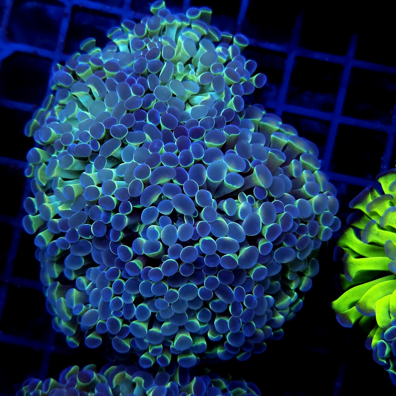 CC378 - Euphyllia paraancora