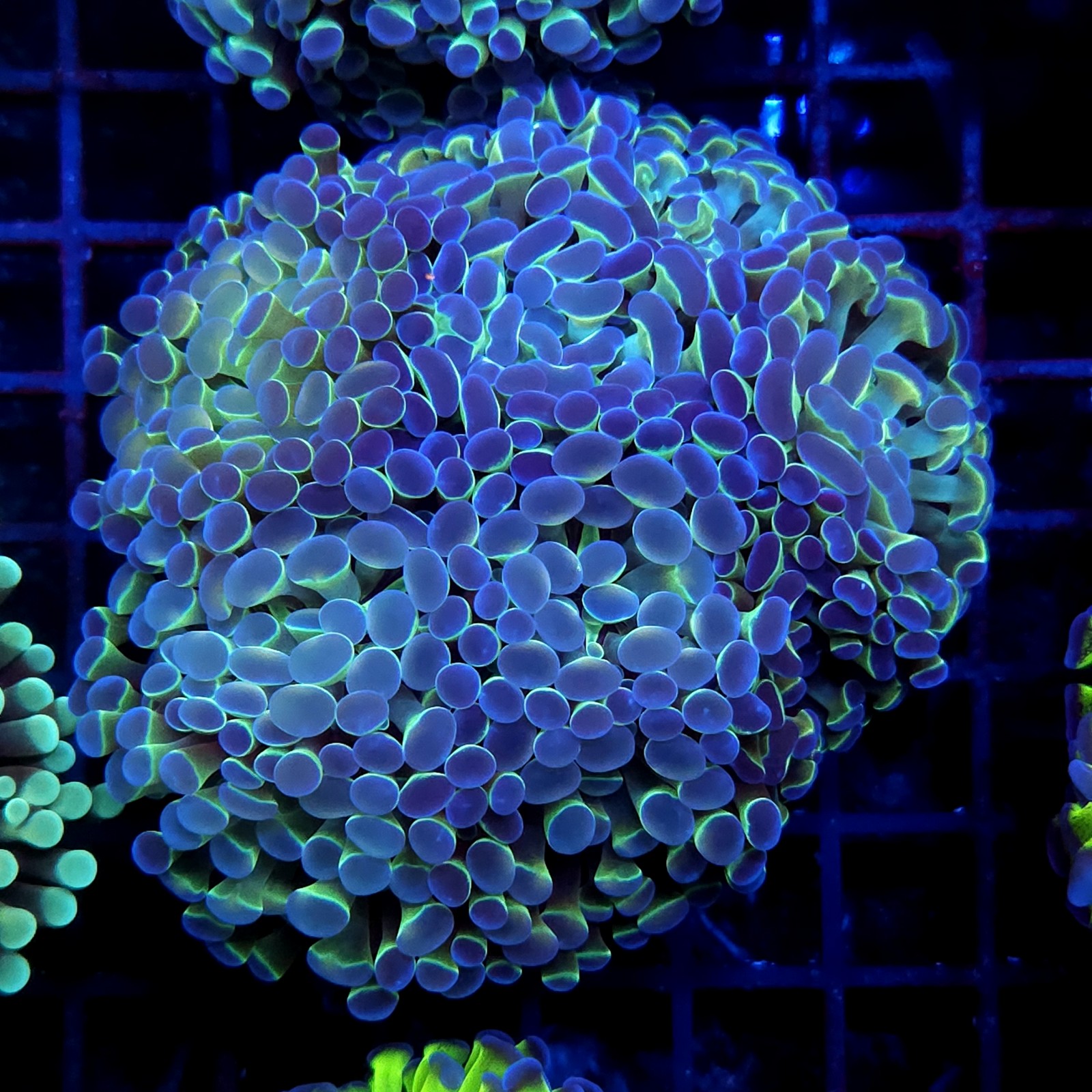 CC379 - Euphyllia paraancora