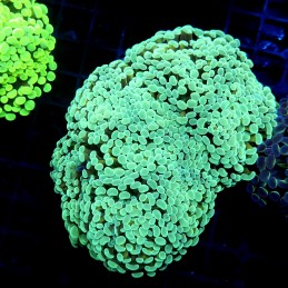 CC381 - Euphyllia paraancora