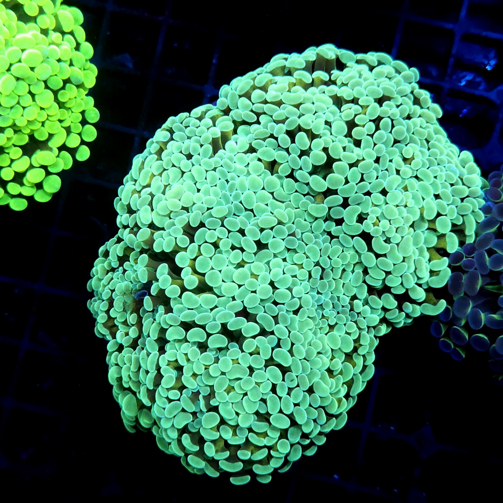 CC381 - Euphyllia paraancora