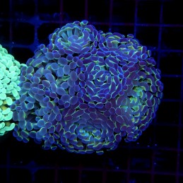 CC382 - Euphyllia paraancora