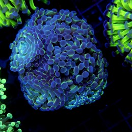 CC383 - Euphyllia paraancora