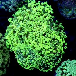 CC384 - Euphyllia paraancora