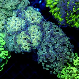 CC385 - Euphyllia paraancora