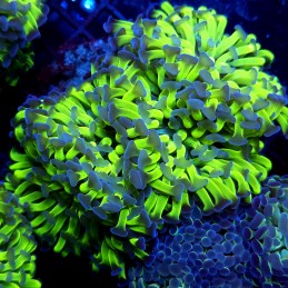 CC387 - Euphyllia paraancora