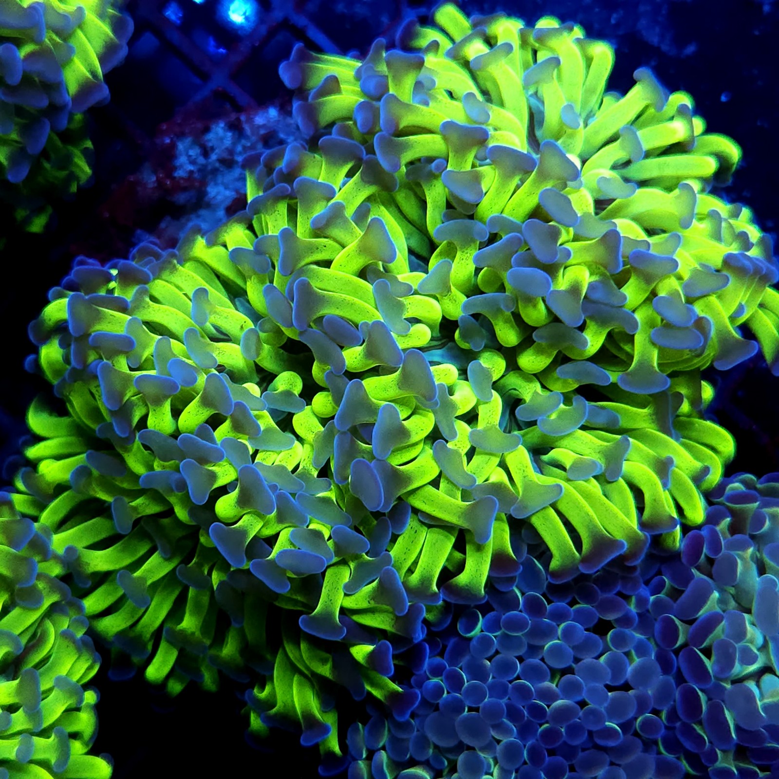 CC387 - Euphyllia paraancora