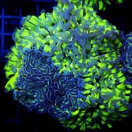 CC388 - Euphyllia paraancora