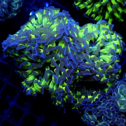CC389 - Euphyllia paraancora