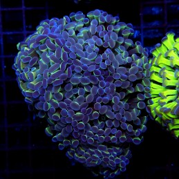 CC391 - Euphyllia paraancora