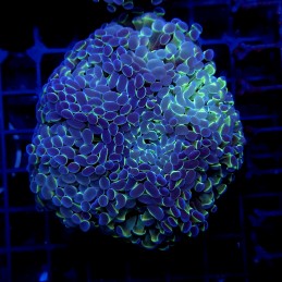 CC394 - Euphyllia paraancora