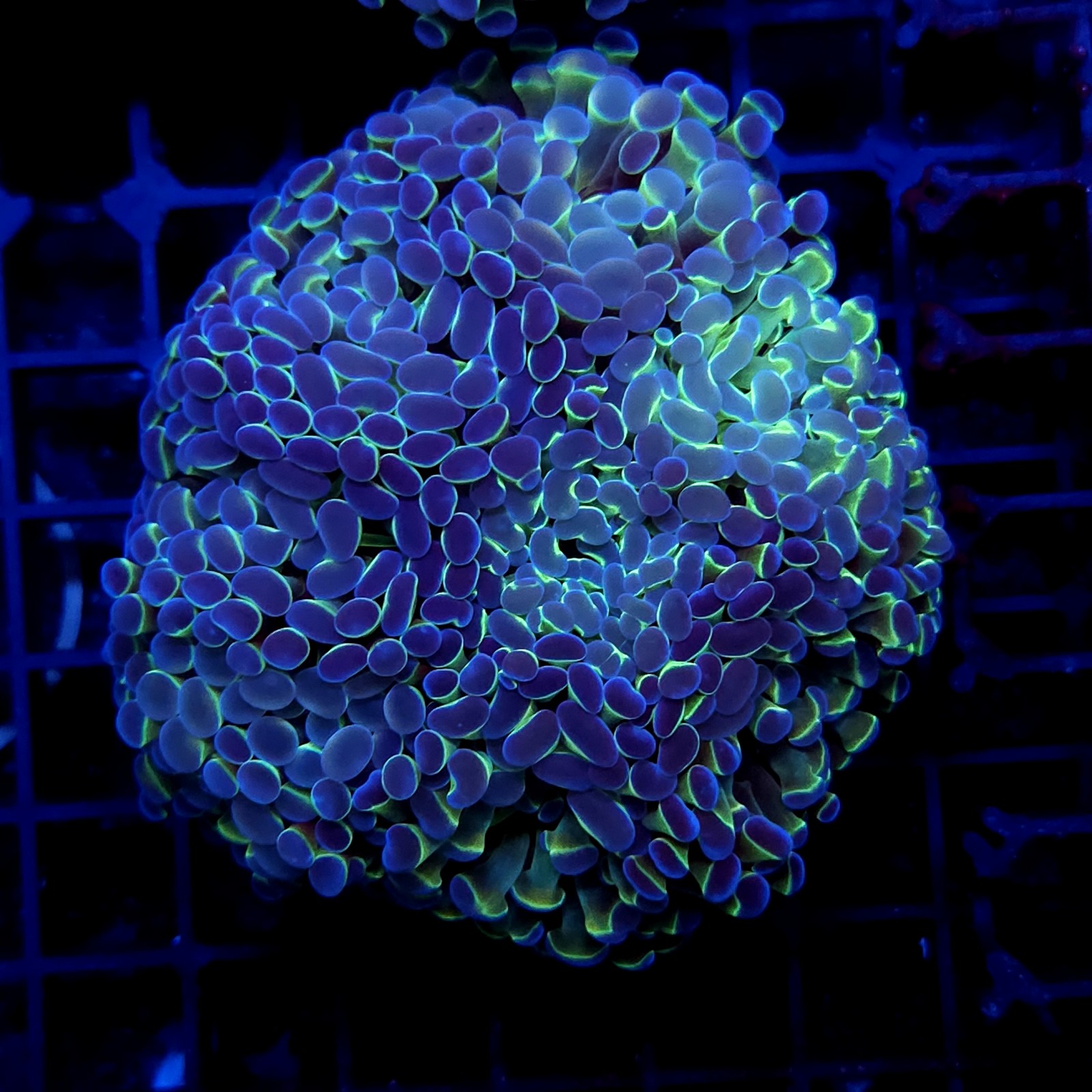 CC394 - Euphyllia paraancora
