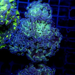 CC395 - Euphyllia paraancora