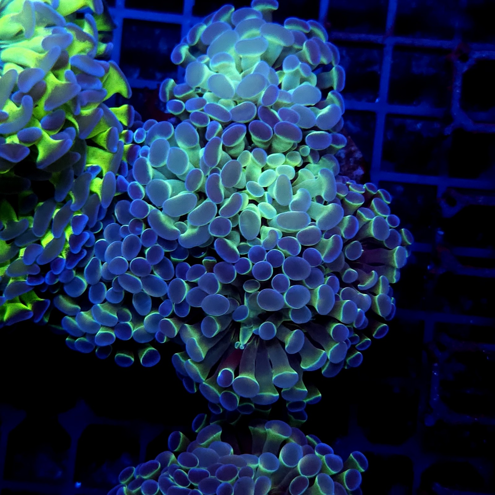 CC395 - Euphyllia paraancora