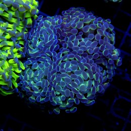 CC396 - Euphyllia paraancora
