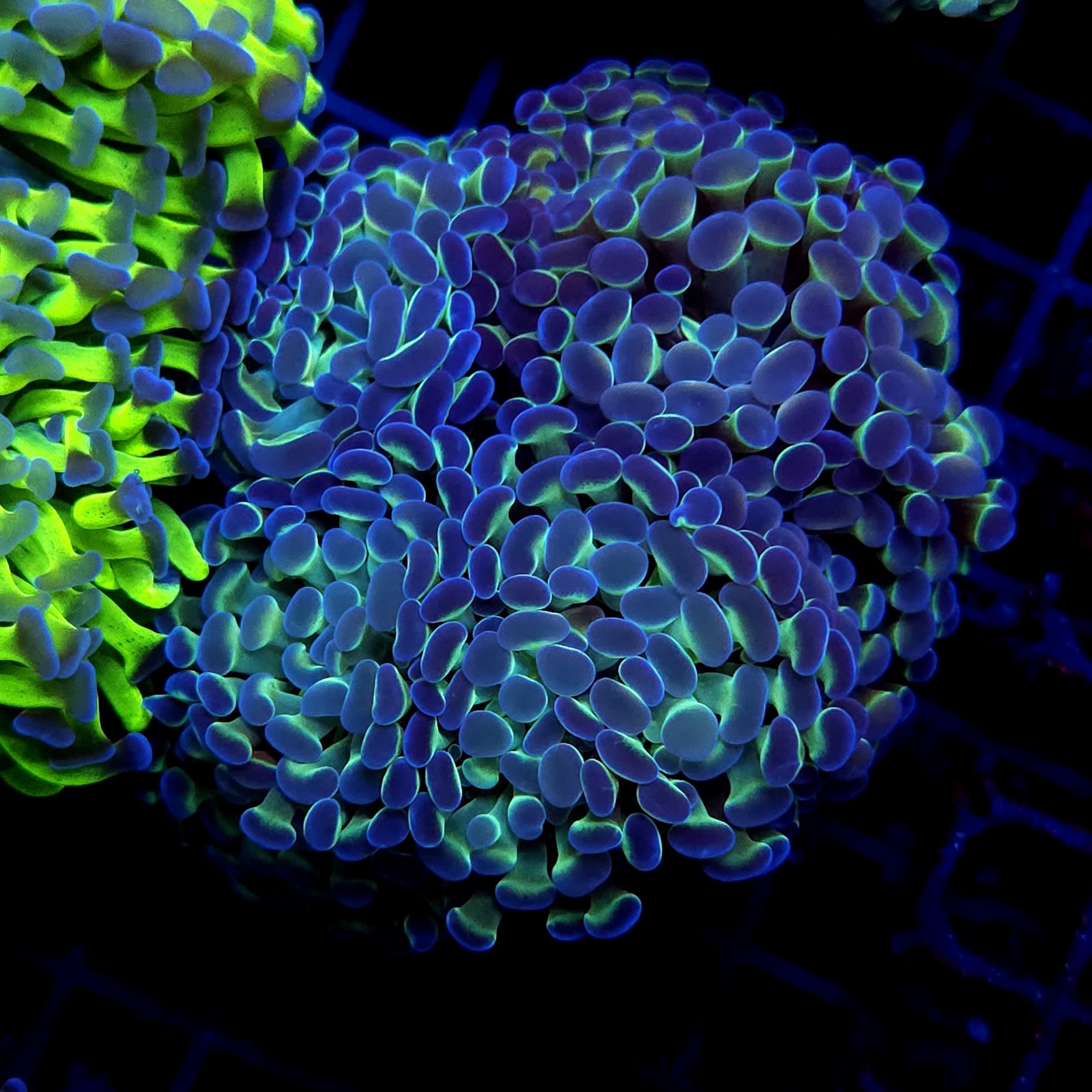 CC396 - Euphyllia paraancora