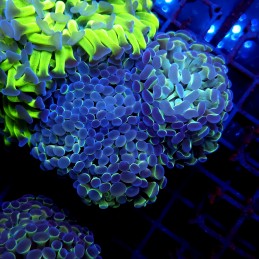 CC397 - Euphyllia paraancora