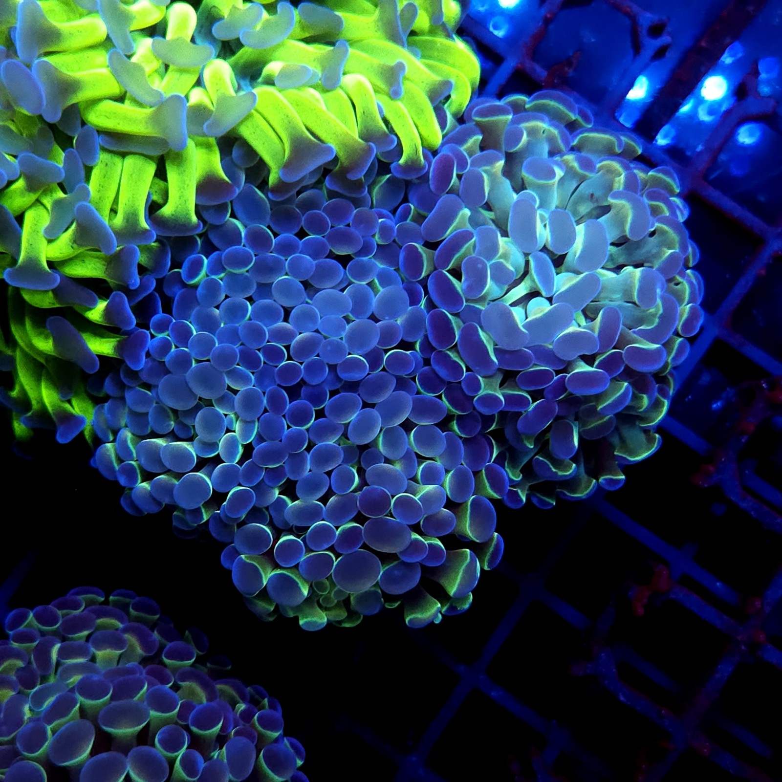 CC397 - Euphyllia paraancora