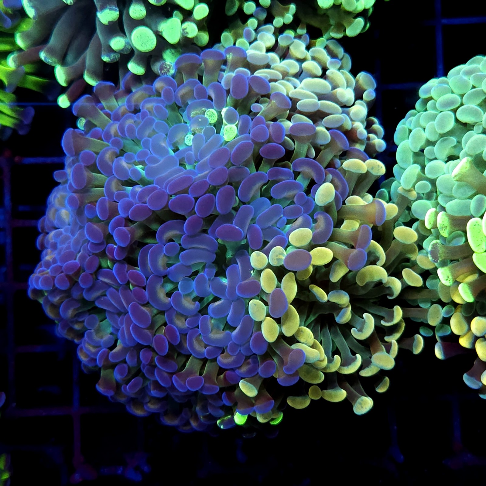 CC398 - Euphyllia paraancora