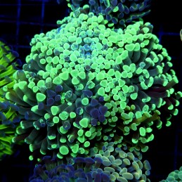 CC399 - Euphyllia paraancora