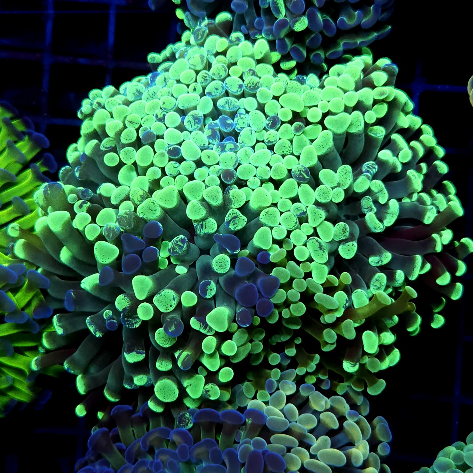 CC399 - Euphyllia paraancora