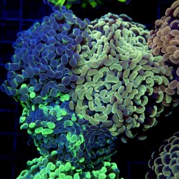 CC400 - Euphyllia paraancora