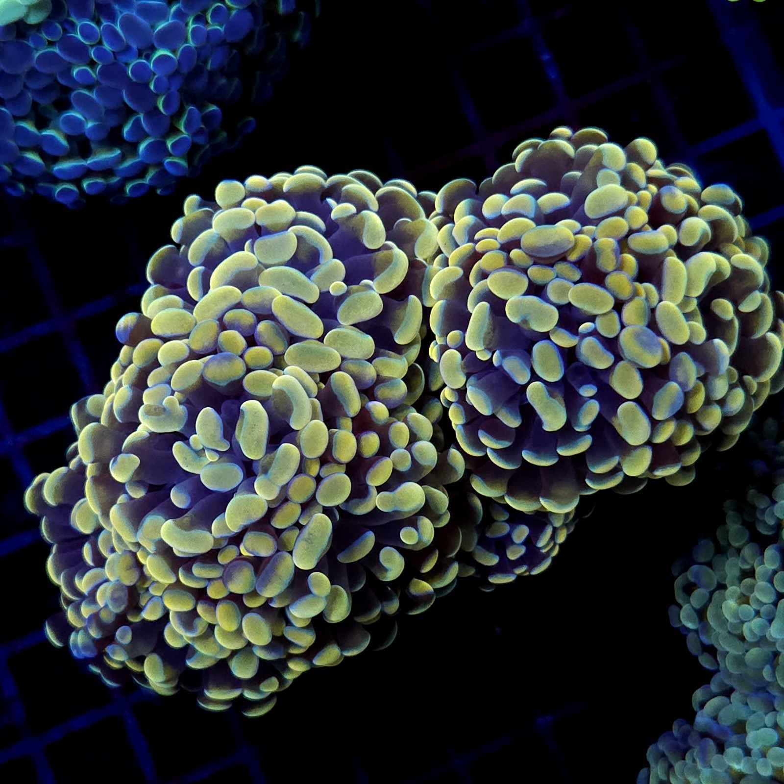 CC402 - Euphyllia paraancora