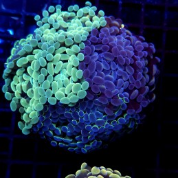 CC403 - Euphyllia paraancora
