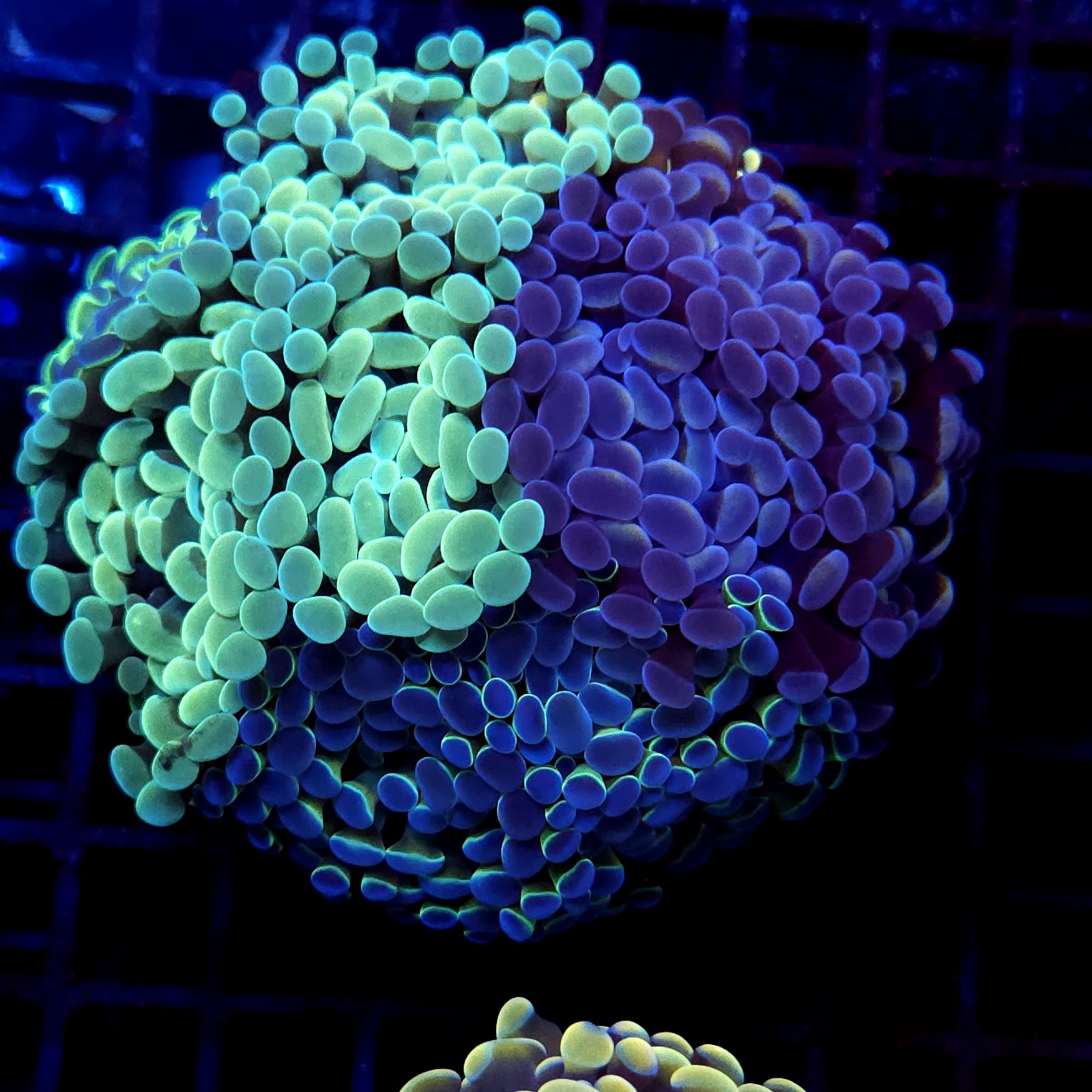 CC403 - Euphyllia paraancora