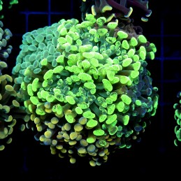 CC404 - Euphyllia paraancora