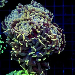 CC405 - Euphyllia paraancora