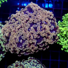 CC406 - Euphyllia paraancora
