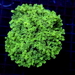 CC408 - Euphyllia paraancora