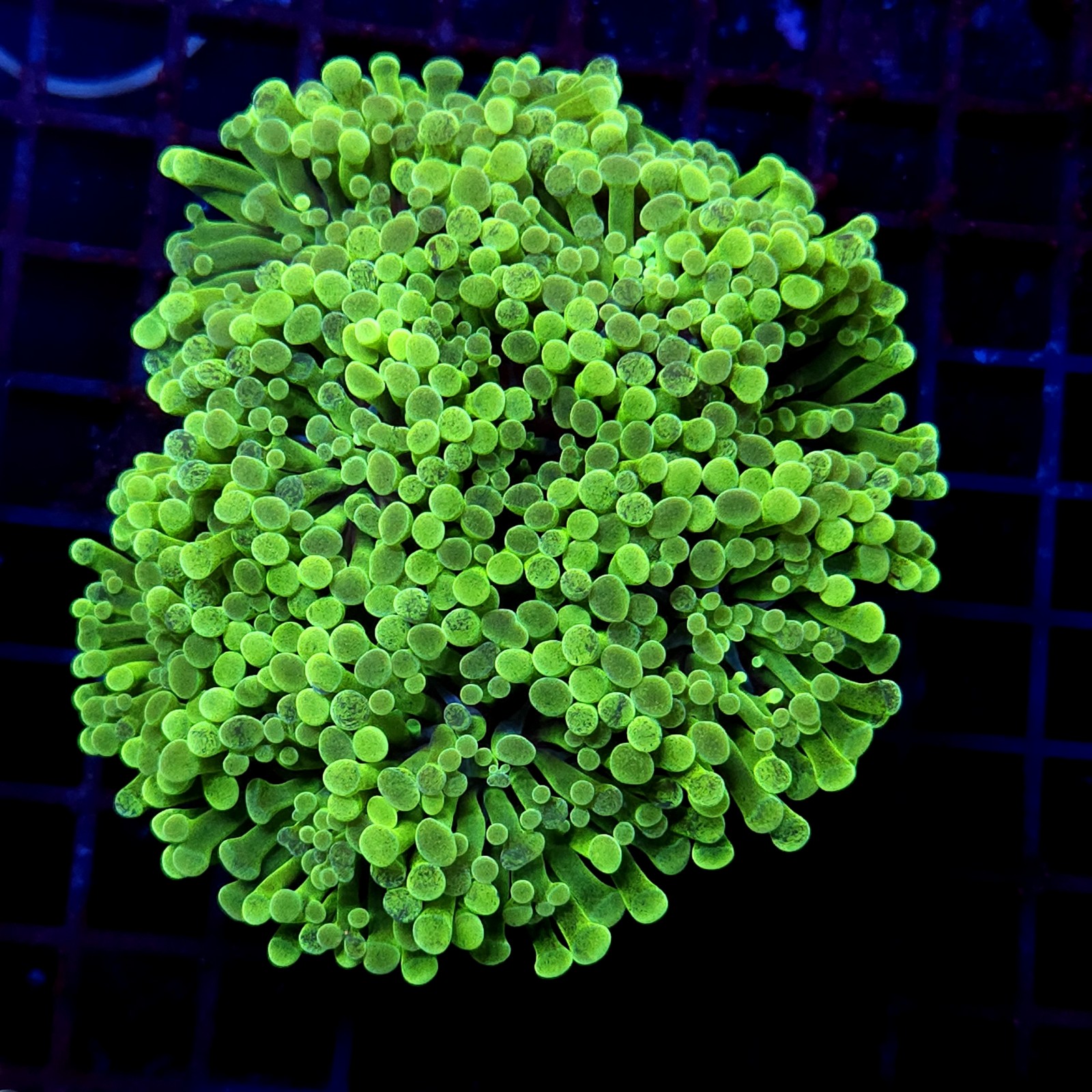 CC408 - Euphyllia paraancora
