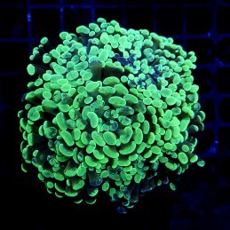 CC409 - Euphyllia paraancora