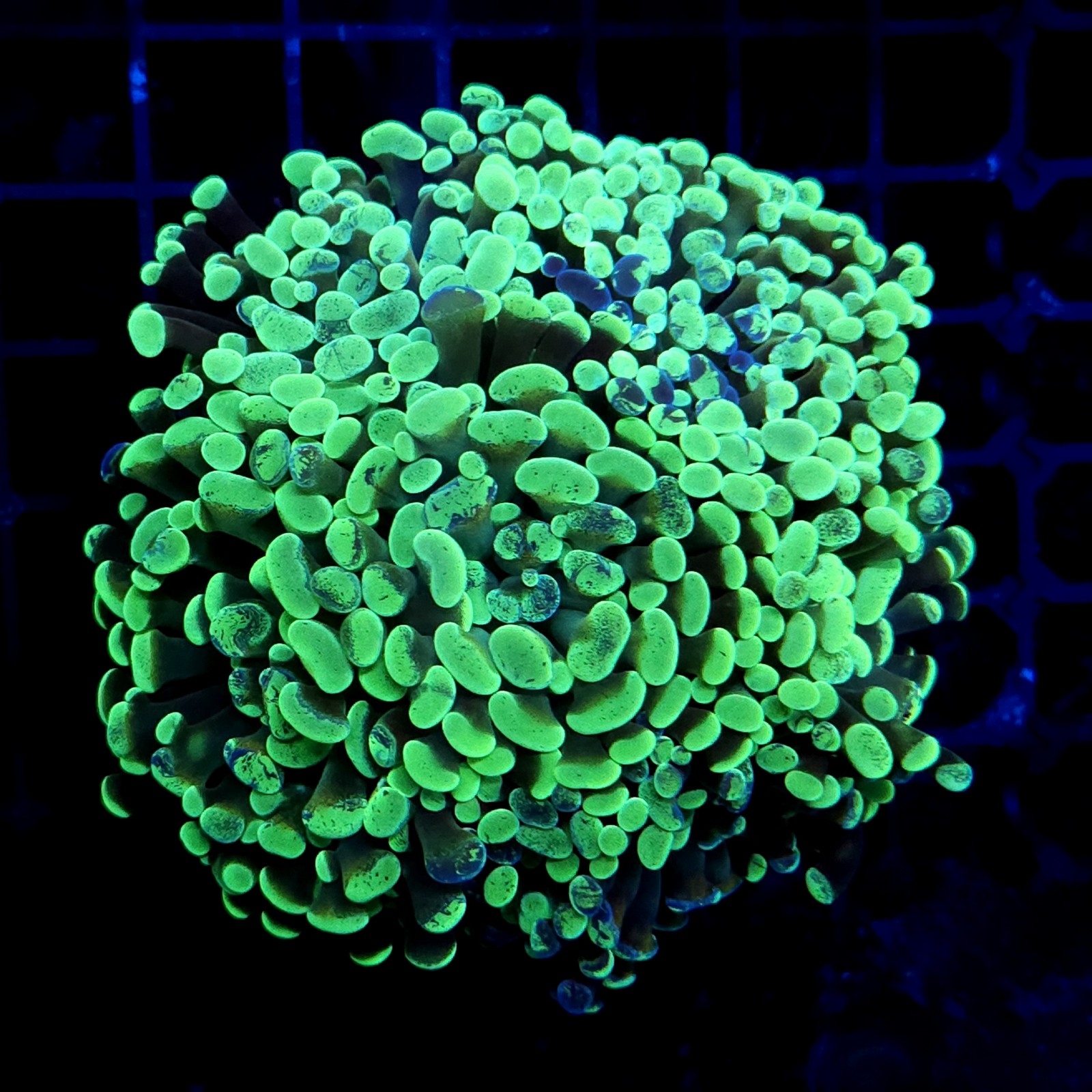 CC409 - Euphyllia paraancora