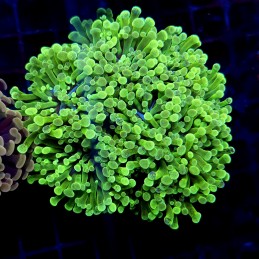 CC410 - Euphyllia paraancora