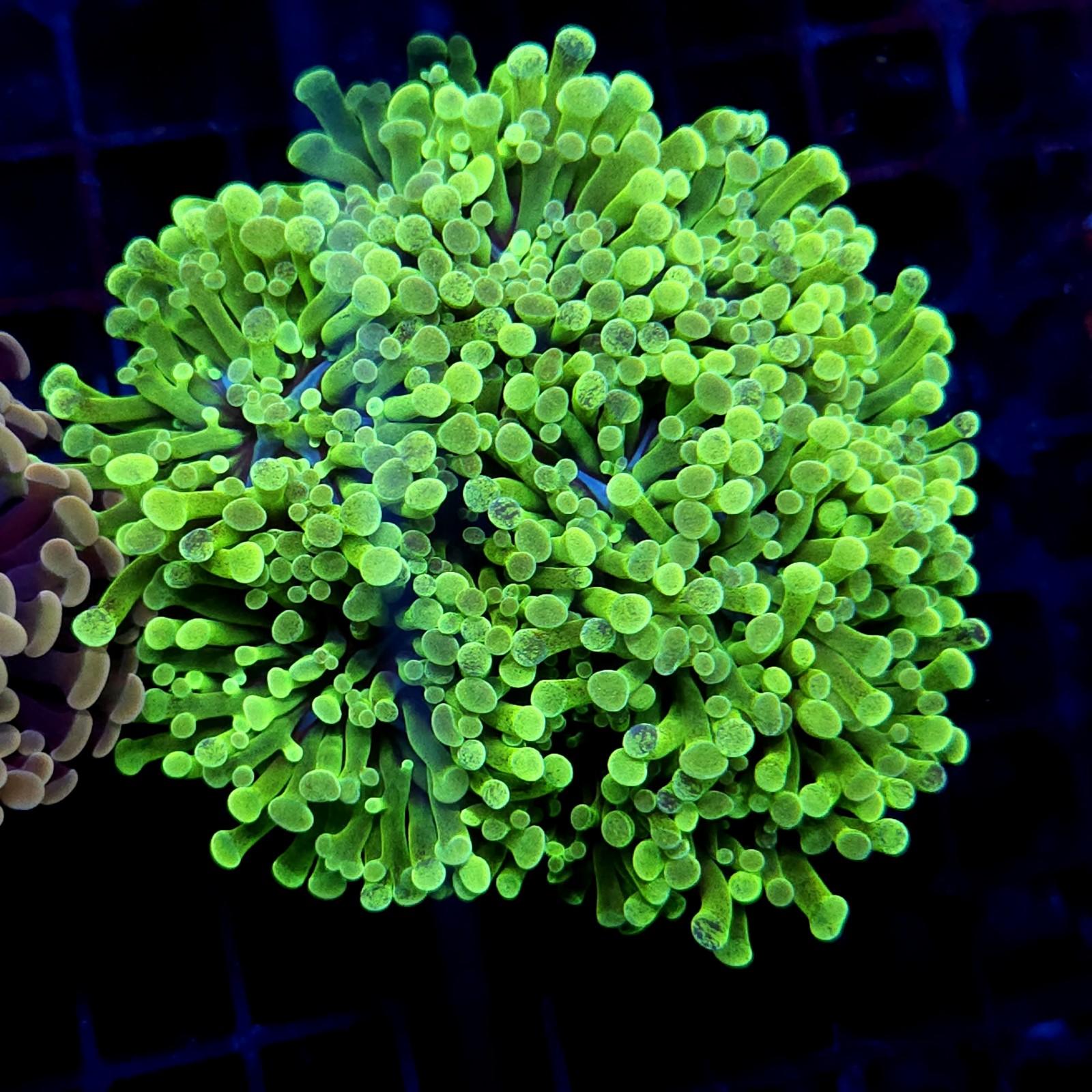 CC410 - Euphyllia paraancora
