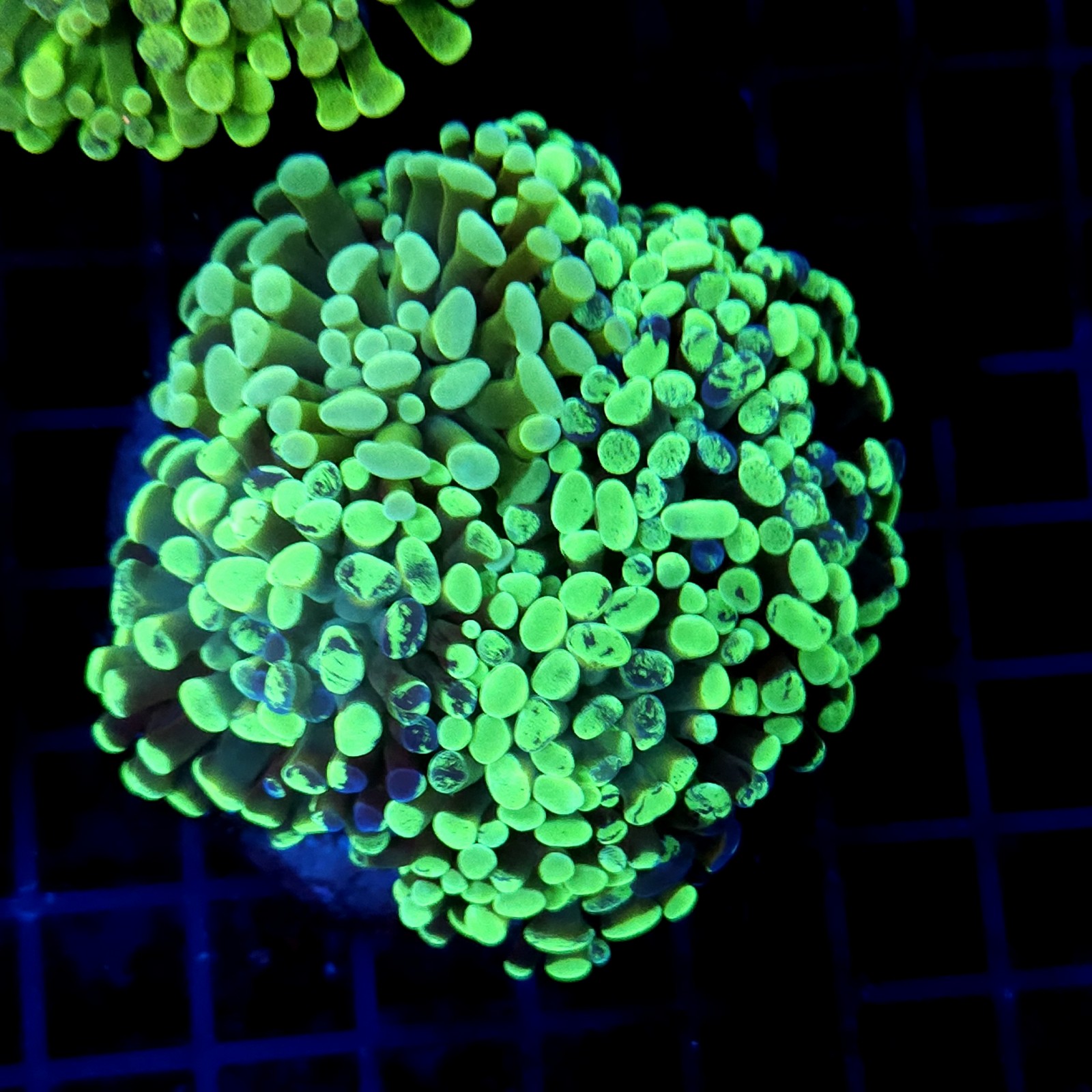 CC411 - Euphyllia paraancora