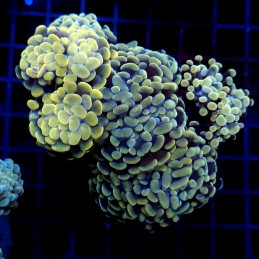 CC412 - Euphyllia paraancora