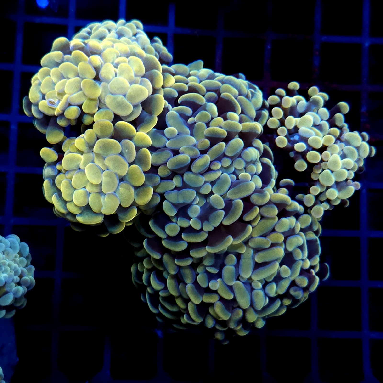 CC412 - Euphyllia paraancora
