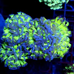 CC413 - Euphyllia paraancora
