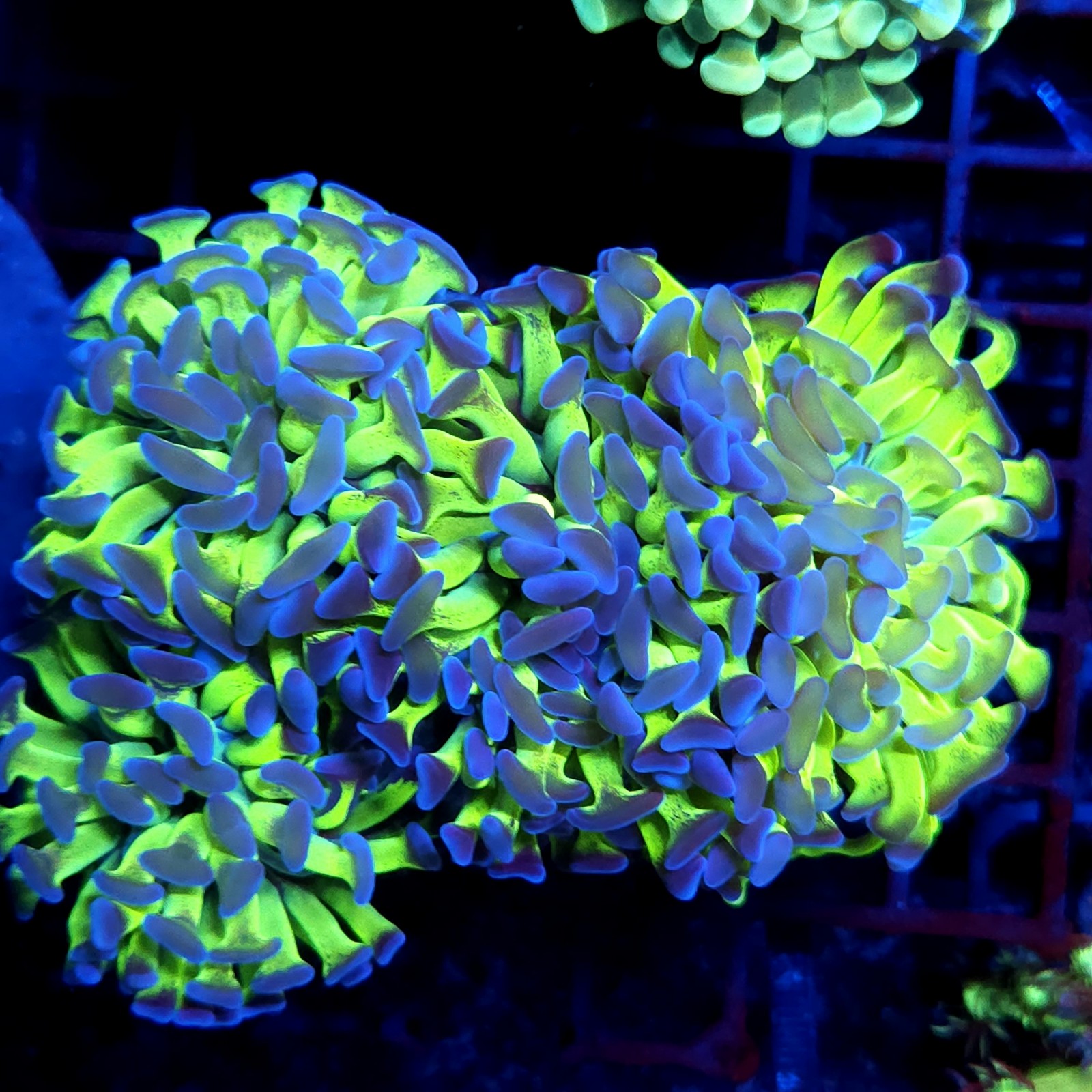 CC413 - Euphyllia paraancora