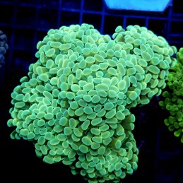 CC414 - Euphyllia paraancora