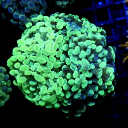 CC415 - Euphyllia paraancora