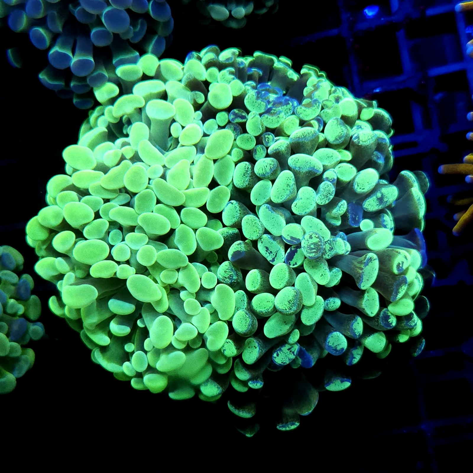 CC415 - Euphyllia paraancora