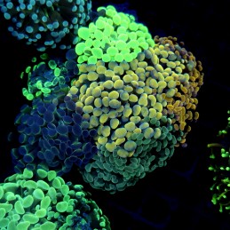 CC416 - Euphyllia paraancora