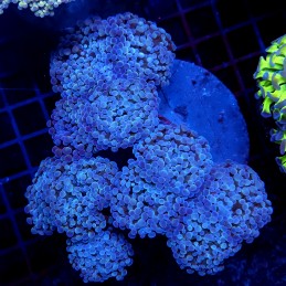 CC417 - Euphyllia paraancora